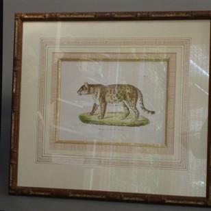 Beautifully framed antique print of tiger.